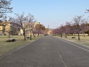 堀之内公園の桜