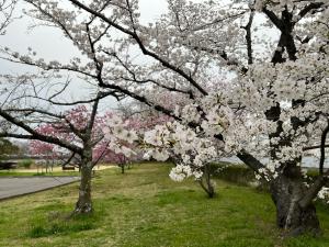石手川公園の桜