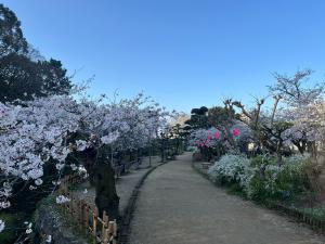 道後公園の桜