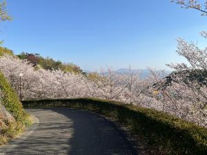総合公園の桜