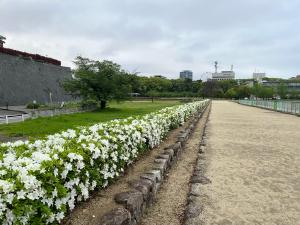 堀之内公園の白のツツジ