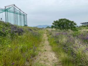 石手川沿いのコース