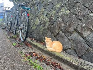 今日のネコ
