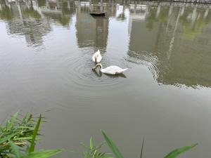 お堀の白鳥