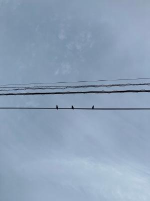 電線に3羽の小鳥