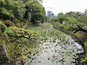 道後公園のハスの池