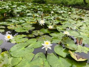 道後公園の蓮の花