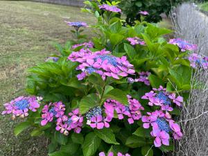 道後公園のアジサイの花