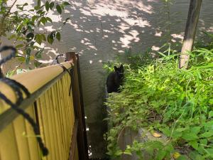 ロープウェイ街のクロネコ