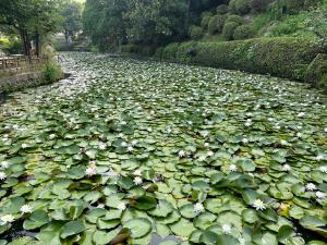 道後公園のハスの池