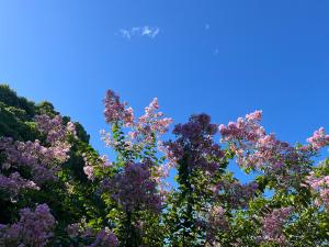 サルスベリの花