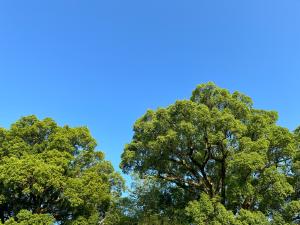夏の空