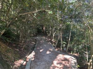 道後公園の森の道