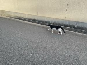 今日のネコ
