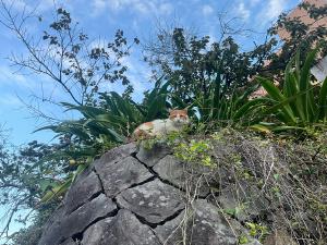 石垣の上のネコ