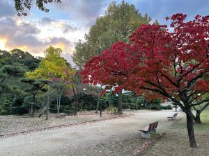 道後公園の紅葉