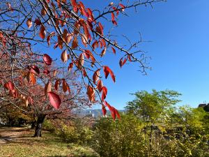 石手川公園の紅葉