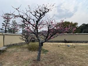 道後公園の梅の花