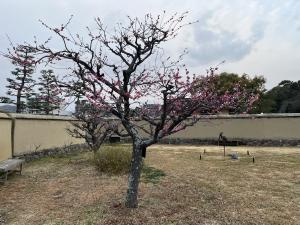 道後公園の梅の花