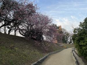 道後公園の河津桜