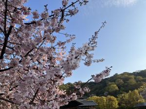 堀之内の桜