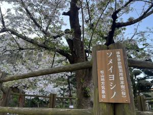 ソメイヨシノの「植物季節観測用標本樹」