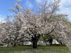 石手川公園の桜