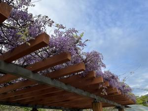 道後公園の藤棚