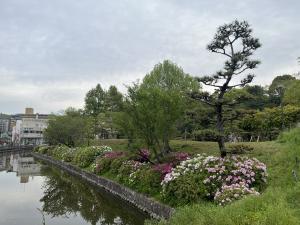 ツツジの咲き始め