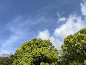 道後公園の木々の緑