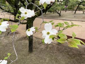 ハナミズキの花