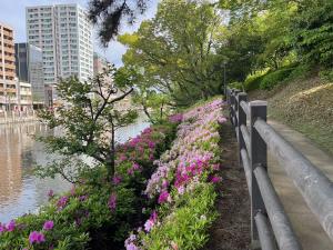 堀之内のツツジ