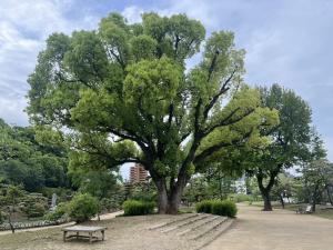 道後公園のクスノキ