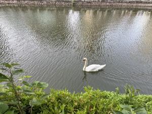 堀之内の白鳥