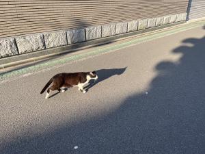 今日のネコ