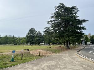 倒木跡