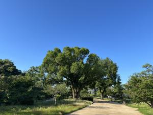 夏の日差し