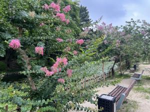 サルスベリの花