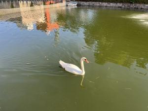 お堀の白鳥